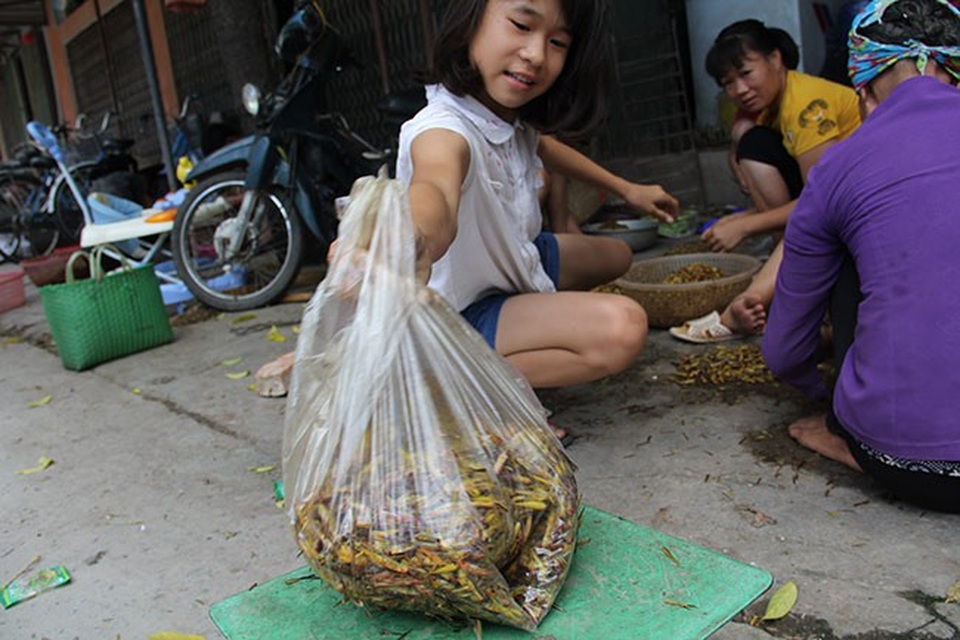 Nghề lạ: Nhặt cánh côn trùng cũng có tiền - 3 Người dân nhanh chóng cân thử thành quả của mình sau 3 tiếng sơ chế châu chấu