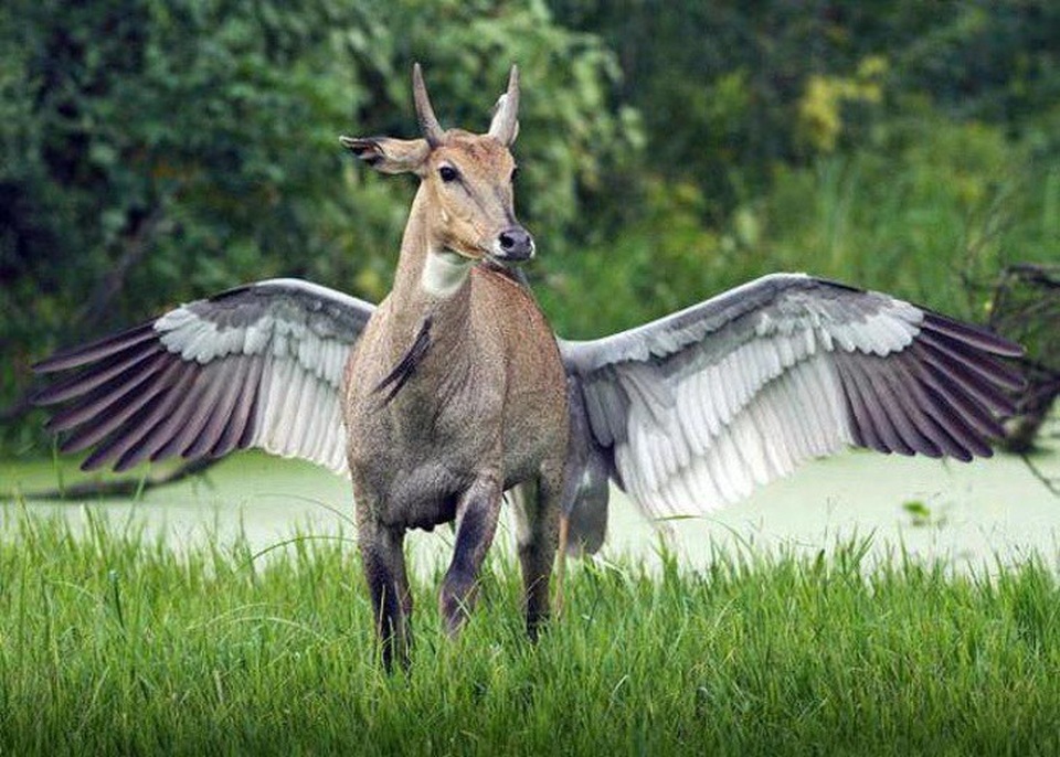 Một “họ hàng xa” của loài ngựa có cánh trong truyền thuyết?