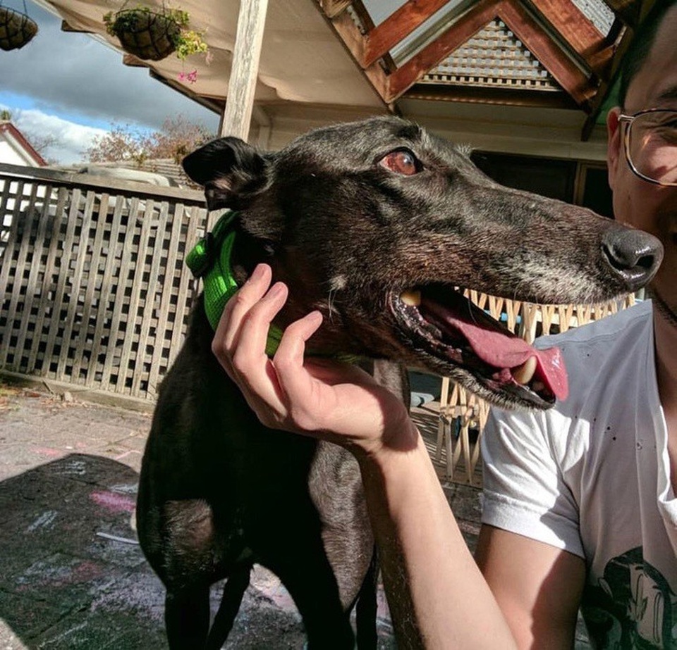 Chú chó có hàm răng đáng sợ như trong phim kinh dị?