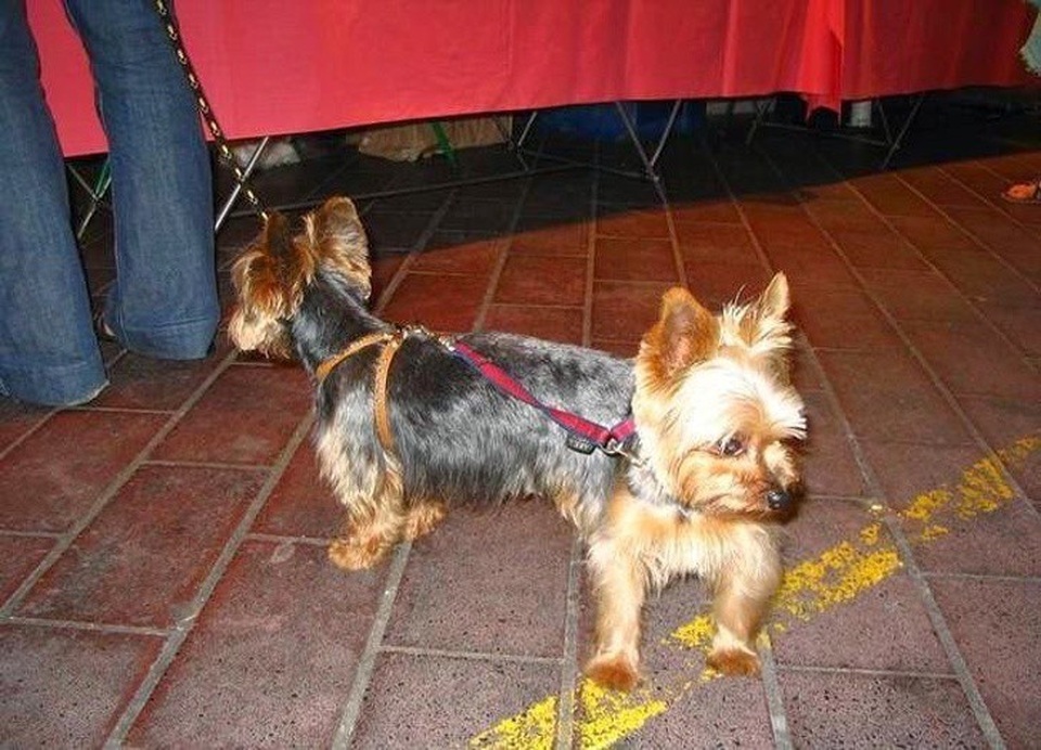 Một chú chó hai đầu