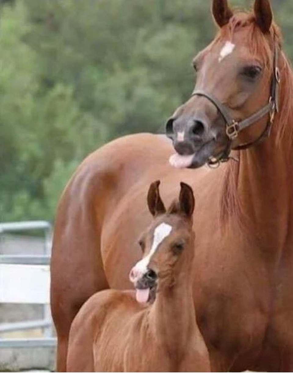 Mẹ nào, con nấy