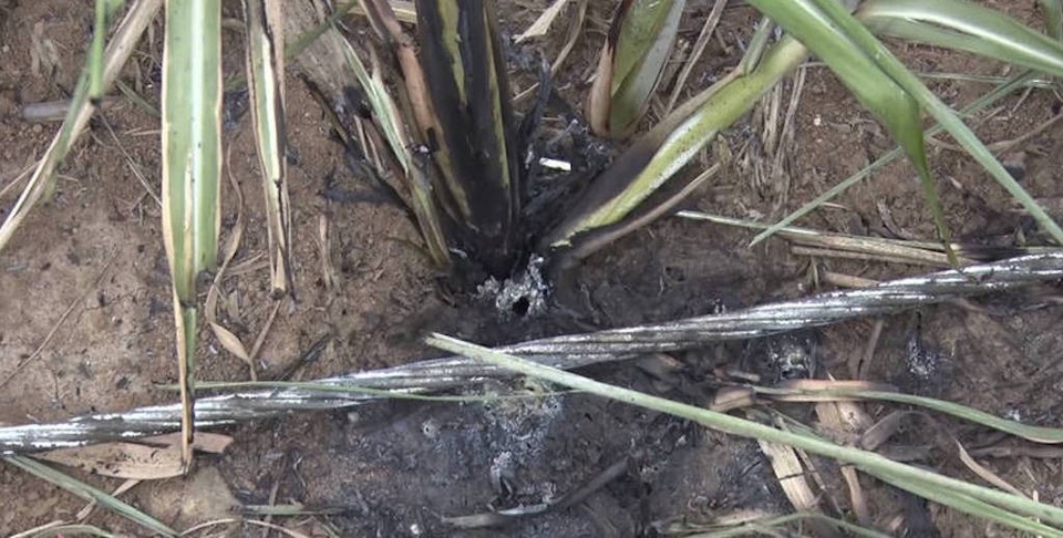 Nạn nhân thoát chết kể vụ điện giật 4 người tử vong - 1