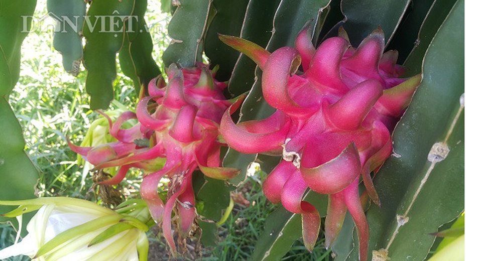 8X bỏ việc lương cao về quê "nghịch đất" lãi 300 triệu/năm. - 2 Trung bình mỗi năm gia đình anh Trọng xuất bán ra thị trường gần 20 tấn thanh long.