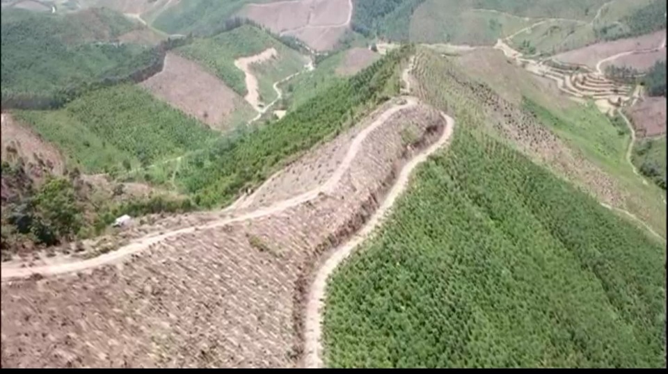 Rừng phòng hộ bị phá tan hoang, tỉnh vào cuộc yêu cầu kiểm tra, xử lý - 1 UBND tỉnh vào cuộc vụ rừng phòng hộ bị phá tan hoang