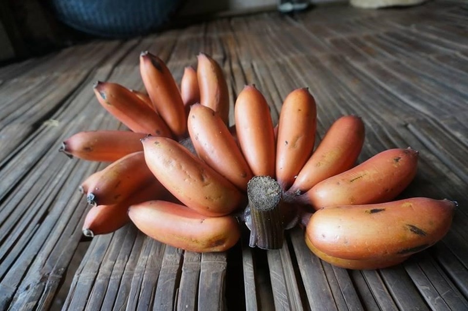 Từ chuyện cơn sốt chuối đỏ siêu lạ 600.000 đồng/kg - 4
Cận cảnh giống chuối lửa - đặc sản Tây Nguyên. Ảnh: HDjuang