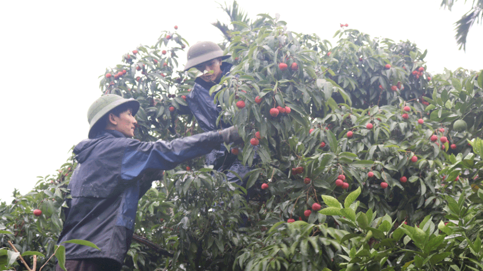 
Thu hoạch vải thiều ở thôn Kép 1, xã Hồng Giang (Lục Ngạn).
