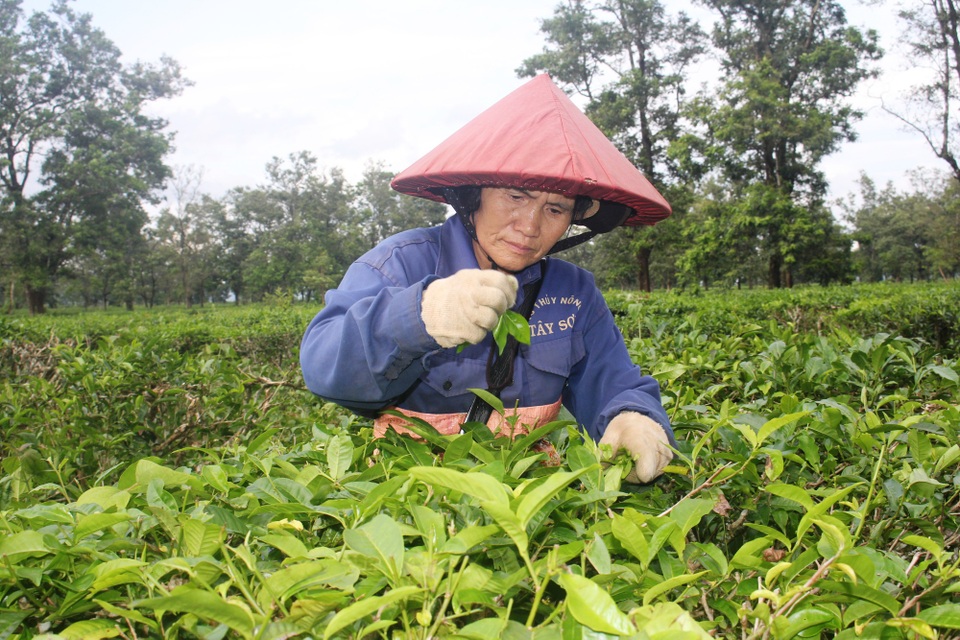 Đời "phu chè" nhọc nhằn bên những gốc chè cổ thụ - 1 Dù đã đến cái tuổi 70 nhưng bà Sen vẫn cần mẫn với nghiệp phu chè