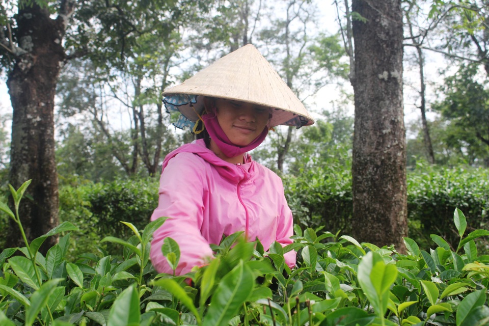 Đời "phu chè" nhọc nhằn bên những gốc chè cổ thụ - 4 Đời "phu chè" nhọc nhằn bên những gốc chè cổ thụ - 4