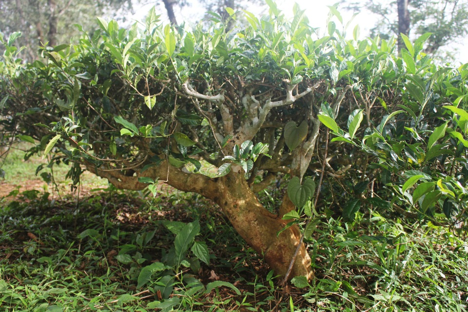 Đời "phu chè" nhọc nhằn bên những gốc chè cổ thụ - 5
Những gốc chè đã hơn 70 năm tuổi