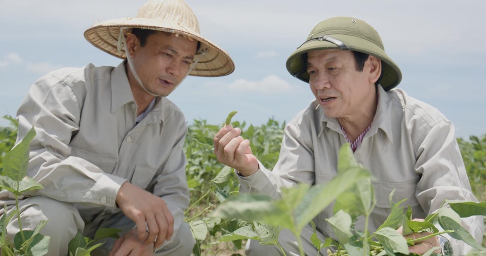 Đậu nành dược liệu - Khái niệm mới về dược liệu sạch người tiêu dùng cần biết - 1
Viện Di truyền Nông nghiệp nghiên cứu giống cây đậu nành dược liệu chứa hàm lượng isoflavone cao tối ưu
