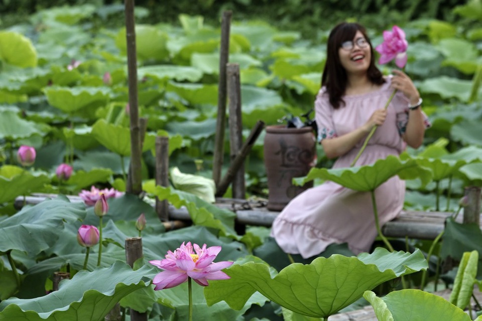 Vẻ đẹp đặc biệt của đầm sen hồ Tây mùa hoa nở - 11 Vẻ đẹp đặc biệt của đầm sen hồ Tây mùa hoa nở - 11