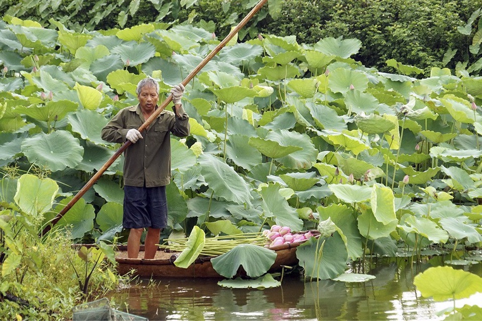 Vẻ đẹp đặc biệt của đầm sen hồ Tây mùa hoa nở - 2
Vào mùa, doa sen được thu hái vào sáng sớm khi nắng chưa gắt, hương sen còn ủ kín trong từng cánh. Trà sen Hà Nội trước đây thường dùng hoa sen Hồ Tây để ướp nhưng nay hoa đã có từ nhiều nguồn khác.