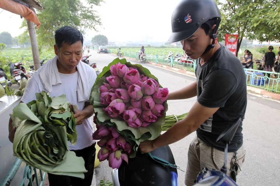 Vẻ đẹp đặc biệt của đầm sen hồ Tây mùa hoa nở - 3
Những bó hoa được bọc bằng chính lá sen nhìn đơn giản nhưng rất hấp dẫn với người chơi hoa.