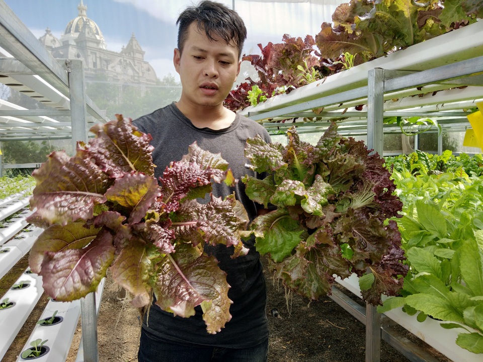 Lấy tiền cưới làm rau thủy canh, 9X kiếm cả triệu đồng mỗi ngày - 1 Những cây rau sạch được chàng trai 9x trồng theo mô hình rau thủy canh trong nhà kính
