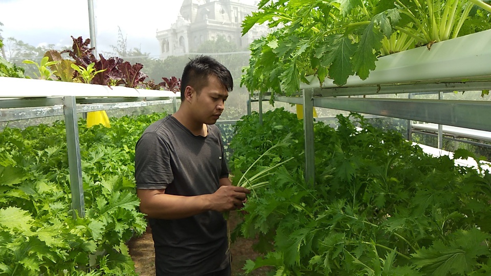 Lấy tiền cưới làm rau thủy canh, 9X kiếm cả triệu đồng mỗi ngày - 2
Vườn rau thủy canh của chàng trai 9x