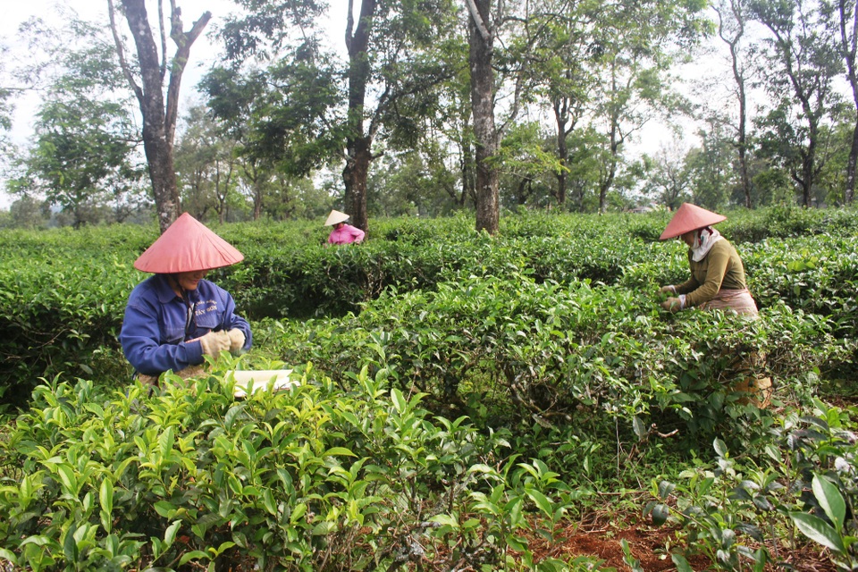 Đời "phu chè" nhọc nhằn bên những gốc chè cổ thụ - 3 Trên rẫy chè trăm tuổi là 3 thế hệ cùng mưu sinh nối nghiệp nhau