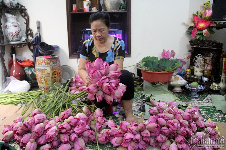 "Thiên hạ đệ nhất trà" 10 triệu đồng/kg, uống ngụm nào chất ngụm đấy - 1
Loại sen để làm trà phải là những bông sen mọc trong hồ Tây hoặc vùng ven hồ, có cánh phớt hồng, vừa chớm nở