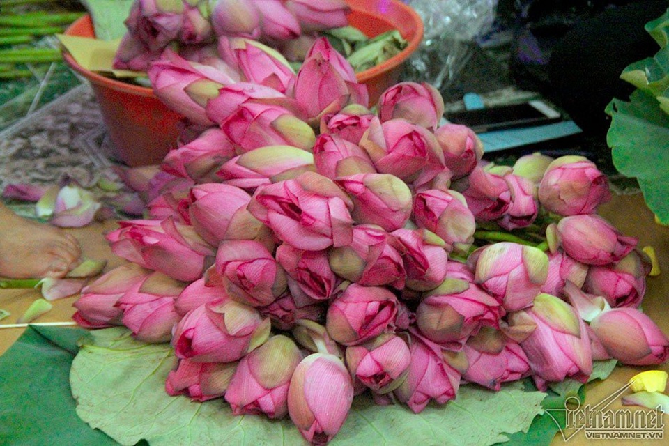 "Thiên hạ đệ nhất trà" 10 triệu đồng/kg, uống ngụm nào chất ngụm đấy - 2
Hoa sen phải hái trước bình minh. Sen Hồ Tây có nhiều cánh xếp vào nhau, nhụy vàng thẫm, cánh hồng phớt sắc, màu hồng rất lạ, không nhạt không sẫm, hương thơm ngào ngạt
