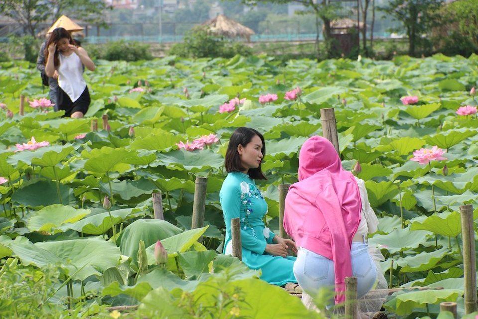 Một chủ vườn sen tại Hồ Tây cho biết, mọi năm phải vào giữa tháng 6 khi sen nở rộ mới đông người đến chụp tuy nhiên năm nay do mới khai trương tuyến phố đi bộ Trịnh Công Sơn (quận Tây Hồ, Hà Nội) nên dịp cuối tuần lượng người đổ về đây rất đông, cao gấp 2-3 lần so với thời điểm năm ngoái, cao điểm có ngày lên tới hàng chục nghìn người. “Vào những ngày cuối tuần, vườn sen nhà tôi mở cửa từ 5h30 sáng đến 7h tối nhưng vẫn không đủ đáp ứng nhu cầu của khách, nhiều đoàn khách đến đông, diện tích vườn sen nhỏ nên phải xếp hàng, chờ nhau mới đến lượt chụp”, chủ vườn này tiết lộ.