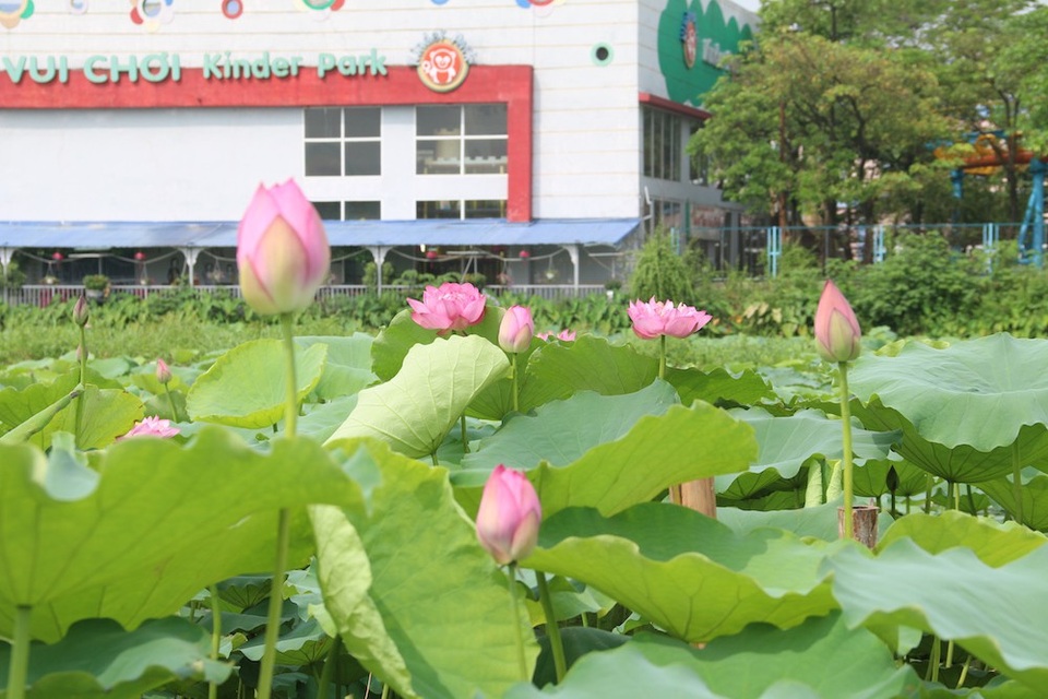 
Vào mùa sen, mỗi chủ vườn có thể bỏ túi hàng chục triệu đồng/ ngày nhờ việc cho khách thuê chụp ảnh. Tuy nhiên, hầu hết các chủ vườn đều cho rằng việc kiếm tiền từ hoa sen không dễ dàng như nhiều người tưởng. “Hàng năm người thuê đầm phải bỏ ra từ 50-100 triệu đồng tiền phí thuê trong khi sen lại chỉ có tính thời vụ nên dù thu lãi cao nhưng chi phí đầu tư cũng lớn. Mỗi mùa sen trừ các chi phí cũng chỉ đủ ăn, đủ tiêu”, một chủ đầm sen ở Hồ Tây bày tỏ.
