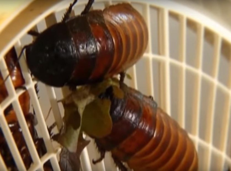 Sữa gián - siêu thực phẩm của tương lai - 1 Loài gián cánh cứng Thái Bình Dương là loài côn trùng hiếm hoi đẻ con và nuôi con bằng sữa
