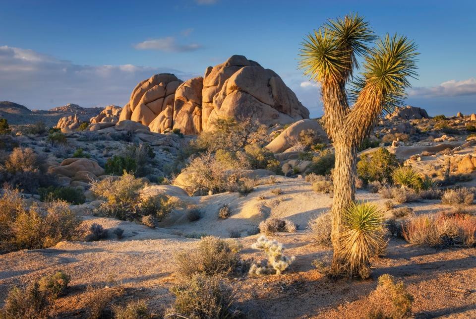 Vườn quốc gia Joshua Tree, California, Mỹ, nơi vụ việc xảy ra