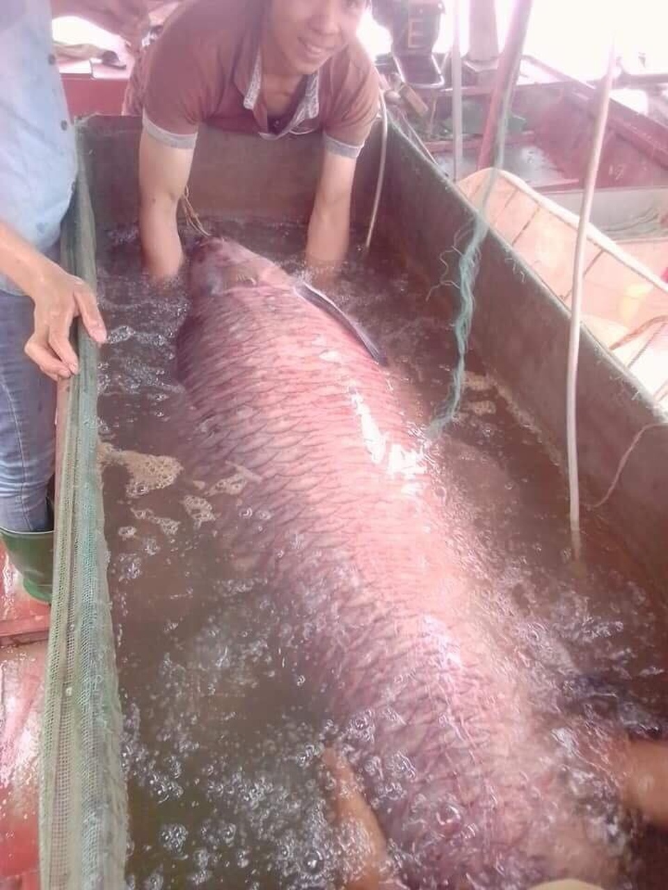 Ngư dân bắt được cá trắm đen "khủng" 71kg gần hồ Thác Bà - 2
Bắt được con cá 71 kg là một bất ngờ với người dân