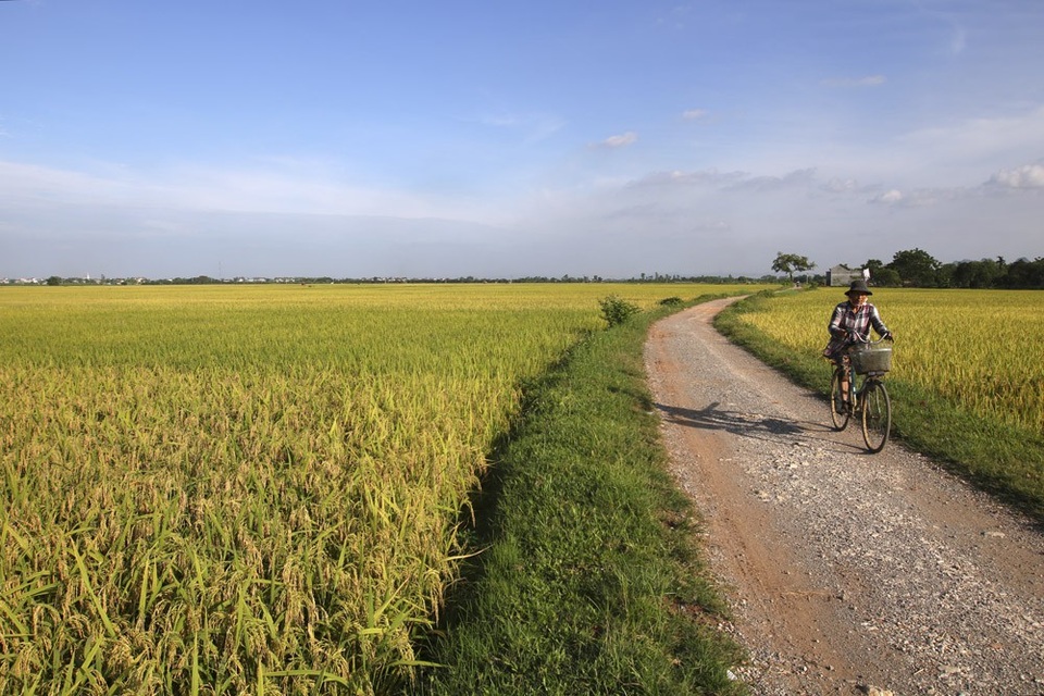 Đồng lúa chín vàng đẹp như tranh ở ngoại thành Hà Nội - 1
Mỹ Đức là huyện nằm ở tận cùng phía Tây Nam của tỉnh Hà Tây cũ, nay thuộc địa phận thành phố Hà Nội. Những ngày này, cánh đồng lúa nơi đây đang vào vụ mùa chiêm, lúa chín vàng óng.