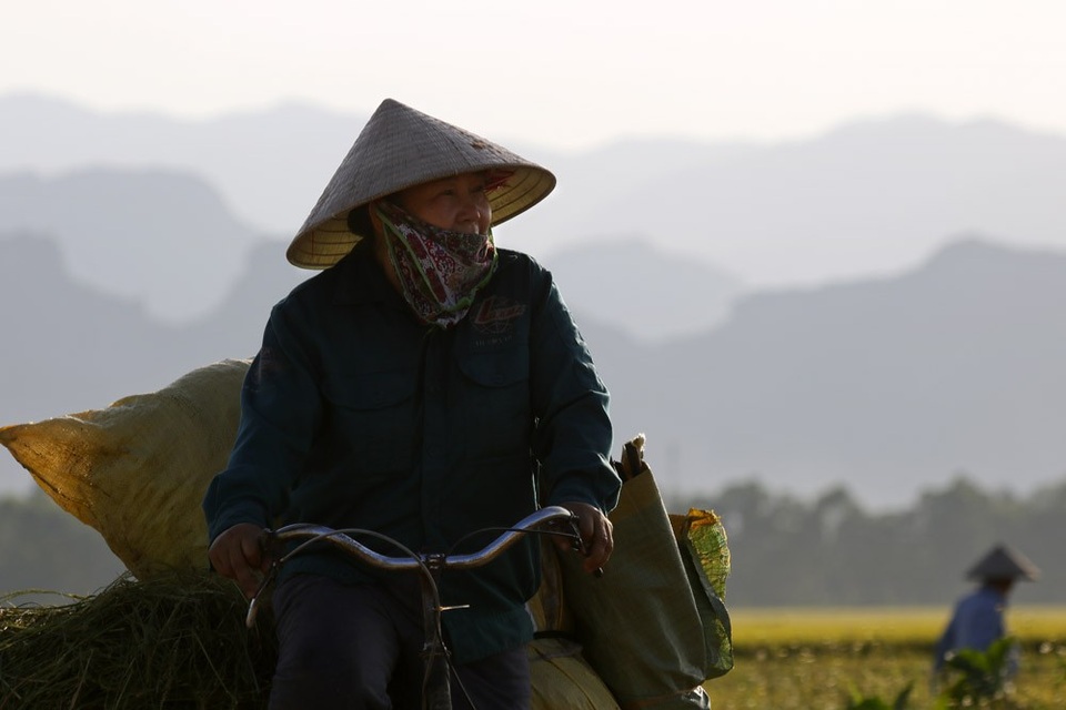 Đồng lúa chín vàng đẹp như tranh ở ngoại thành Hà Nội - 10
Một nông dân bên cánh đồng vừa được gặt xong.