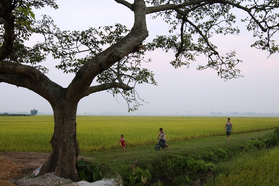 Đồng lúa chín vàng đẹp như tranh ở ngoại thành Hà Nội - 13 Đồng lúa chín vàng đẹp như tranh ở ngoại thành Hà Nội - 13