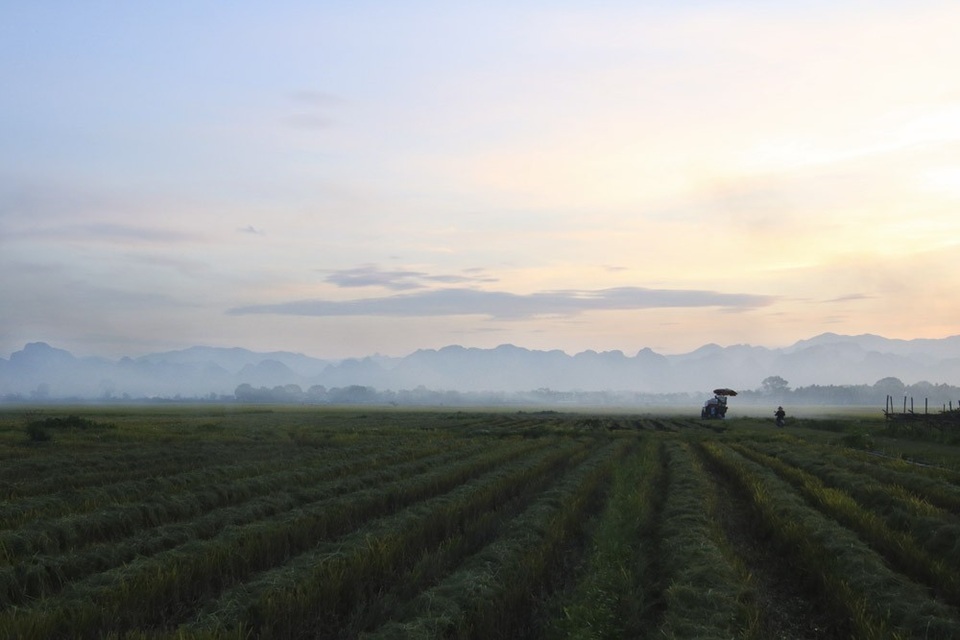 Đồng lúa chín vàng đẹp như tranh ở ngoại thành Hà Nội - 14 Đồng lúa chín vàng đẹp như tranh ở ngoại thành Hà Nội - 14