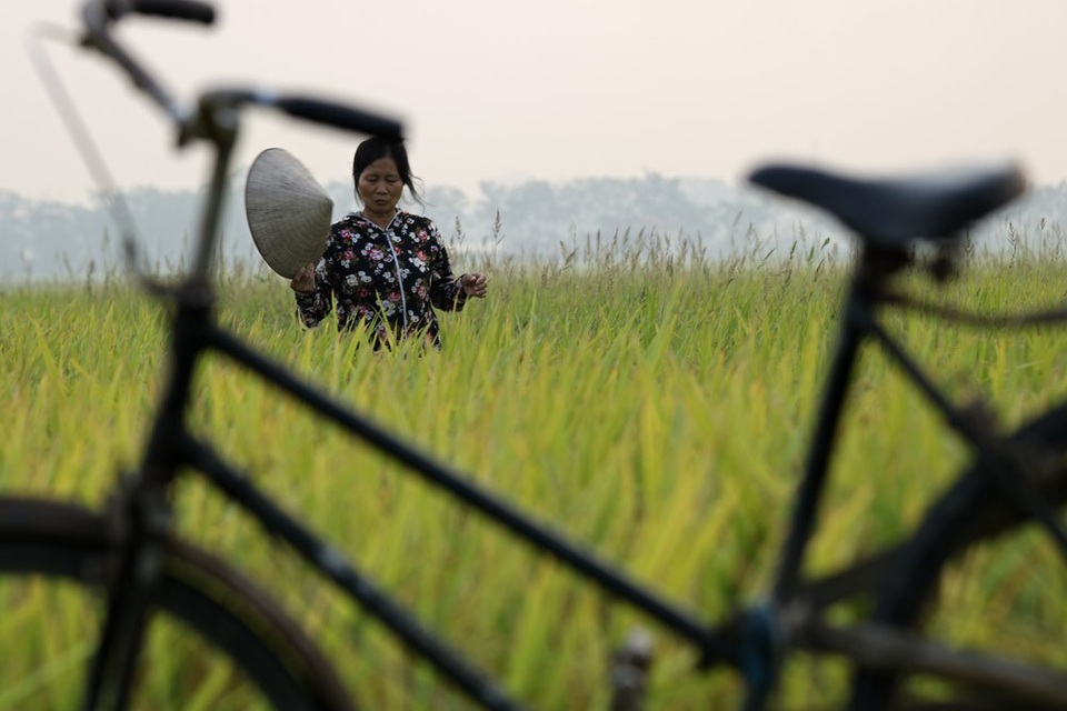 Đồng lúa chín vàng đẹp như tranh ở ngoại thành Hà Nội - 5
Một nông dân đang đi thăm đồng trên thửa ruộng đã chín vàng. Chị cho biết đang sốt ruột chờ máy là gặt ngay, mùa này mưa bão bất chợt là thiệt hại, thà xanh nhà hơn già đồng.