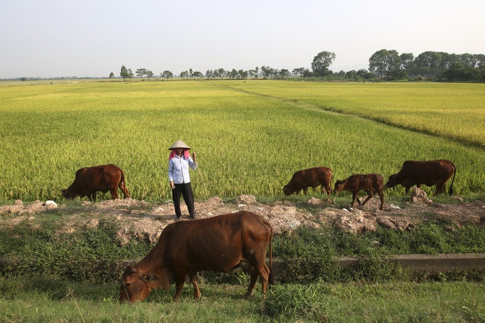 Đồng lúa chín vàng đẹp như tranh ở ngoại thành Hà Nội - 6
Một phụ nữa đang chăn thả đàn bò trên cánh đồng trải dài ngút tầm mắt ở xã Phúc Lâm.
