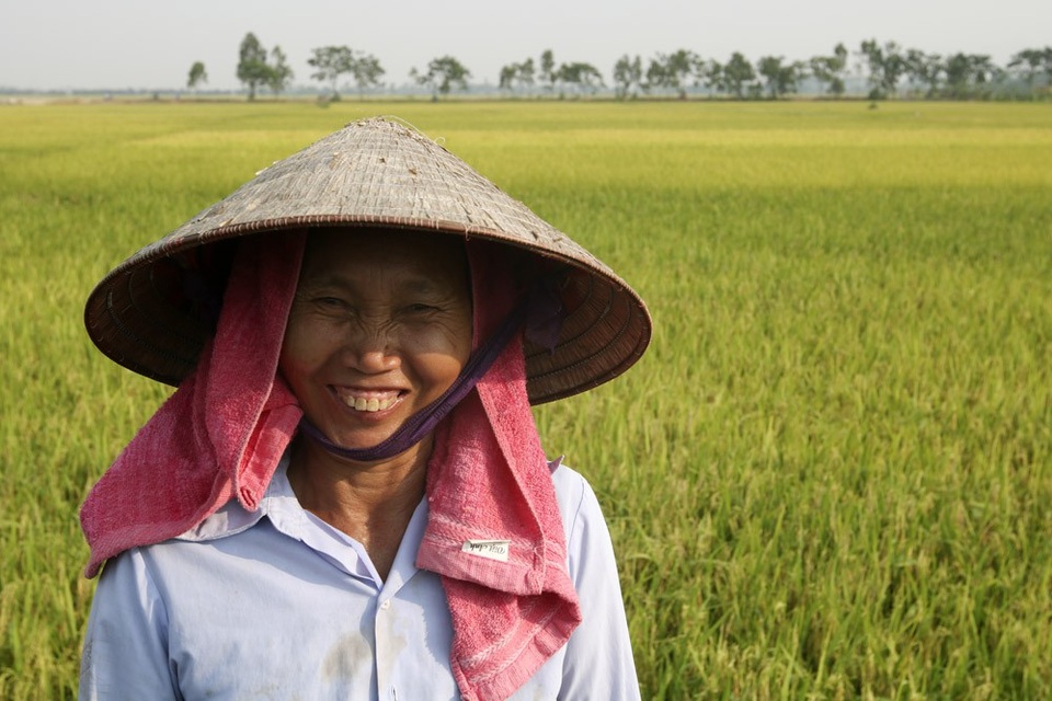 Đồng lúa chín vàng đẹp như tranh ở ngoại thành Hà Nội - 7
Chị là Dương Thị Lương, cả gia đình có 8 khẩu được chia 5 sào ruộng. Chị cho biết năm nay lúa tốt, sản lượng có thể đạt từ 2,5 tạ đến gần 3 tạ mỗi sào.