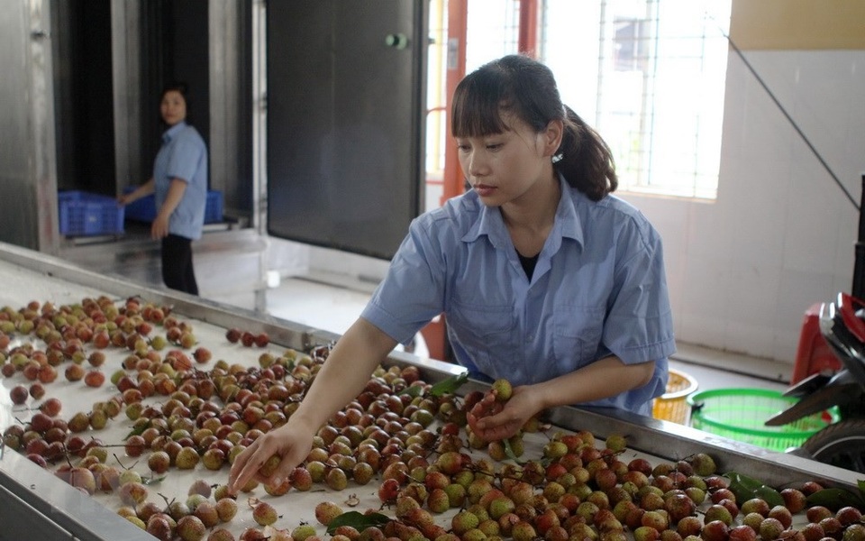 Lục Ngạn bước vào thu hoạch vụ vải thiều sớm - 2
Phân loại chọn lọc vải thiều đưa vào kho lạnh bảo quản để đóng gói xuất khẩu.