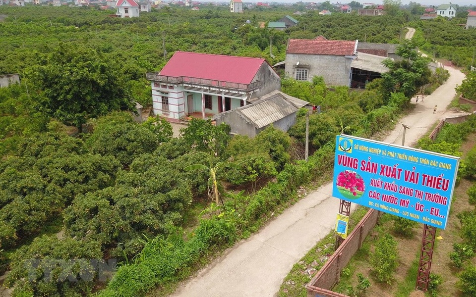 Lục Ngạn bước vào thu hoạch vụ vải thiều sớm - 3
Vùng sản xuất vải thiều xuất khẩu sang thị trường các nước Mỹ, Australia, EU tại xã Hồng Giang được trồng theo tiêu chuẩn VietGAP, GlobGAP.