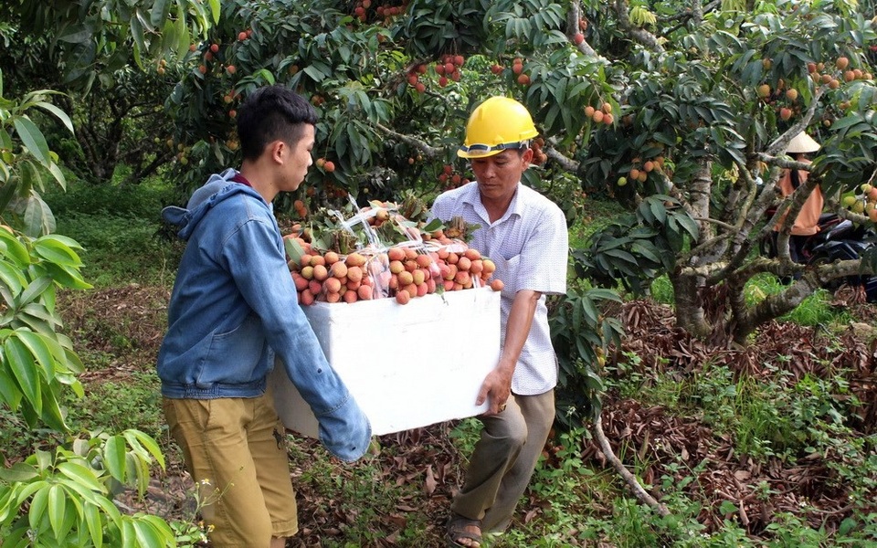 Lục Ngạn bước vào thu hoạch vụ vải thiều sớm - 5
Vải thiều sau khi thu hoạch được đóng gói và tập kết, để bán cho các Hợp tác xã.
