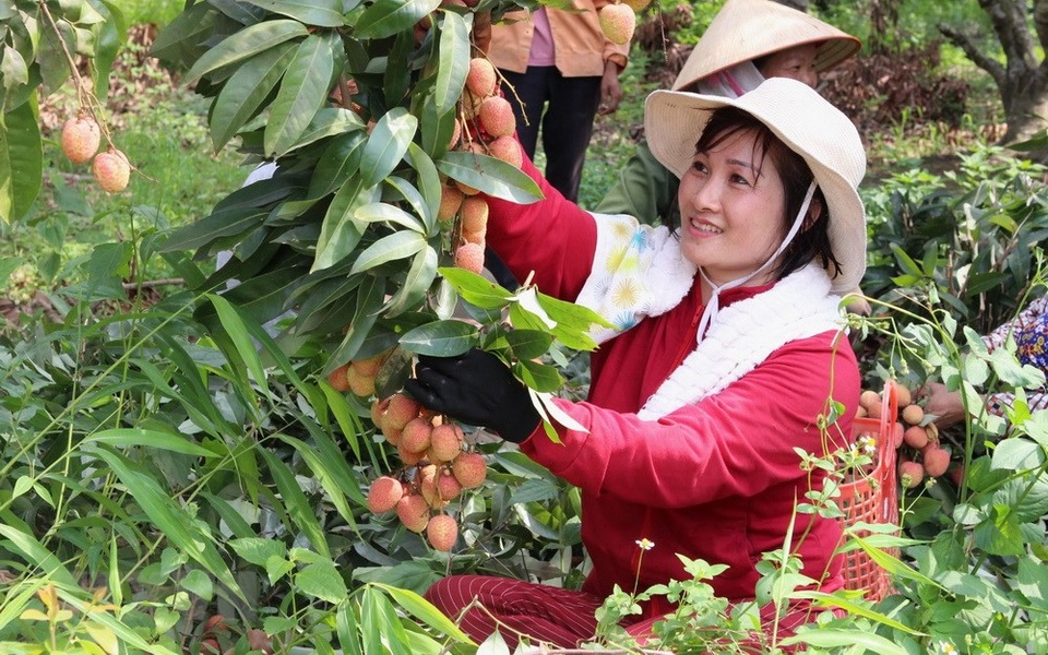 Lục Ngạn bước vào thu hoạch vụ vải thiều sớm - 6
Chị Thu vui mừng vì năm nay hơn 200 gốc vải của gia đình đều sai quả.