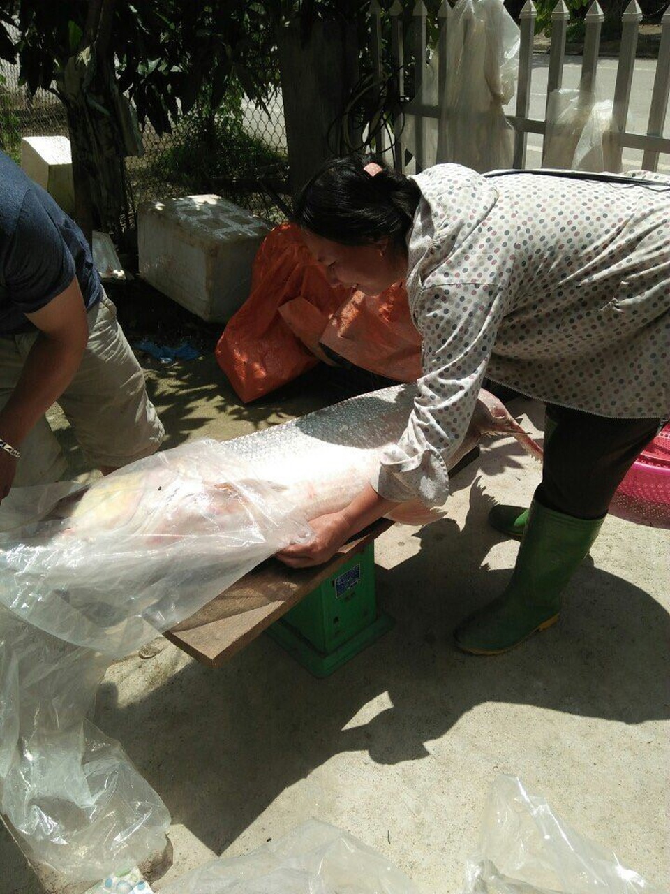 Cá măng sông Đà 35 kg hiếm có, mối quen đại gia mới có hàng - 5 Cá măng sông Đà 35 kg hiếm có, mối quen đại gia mới có hàng - 5