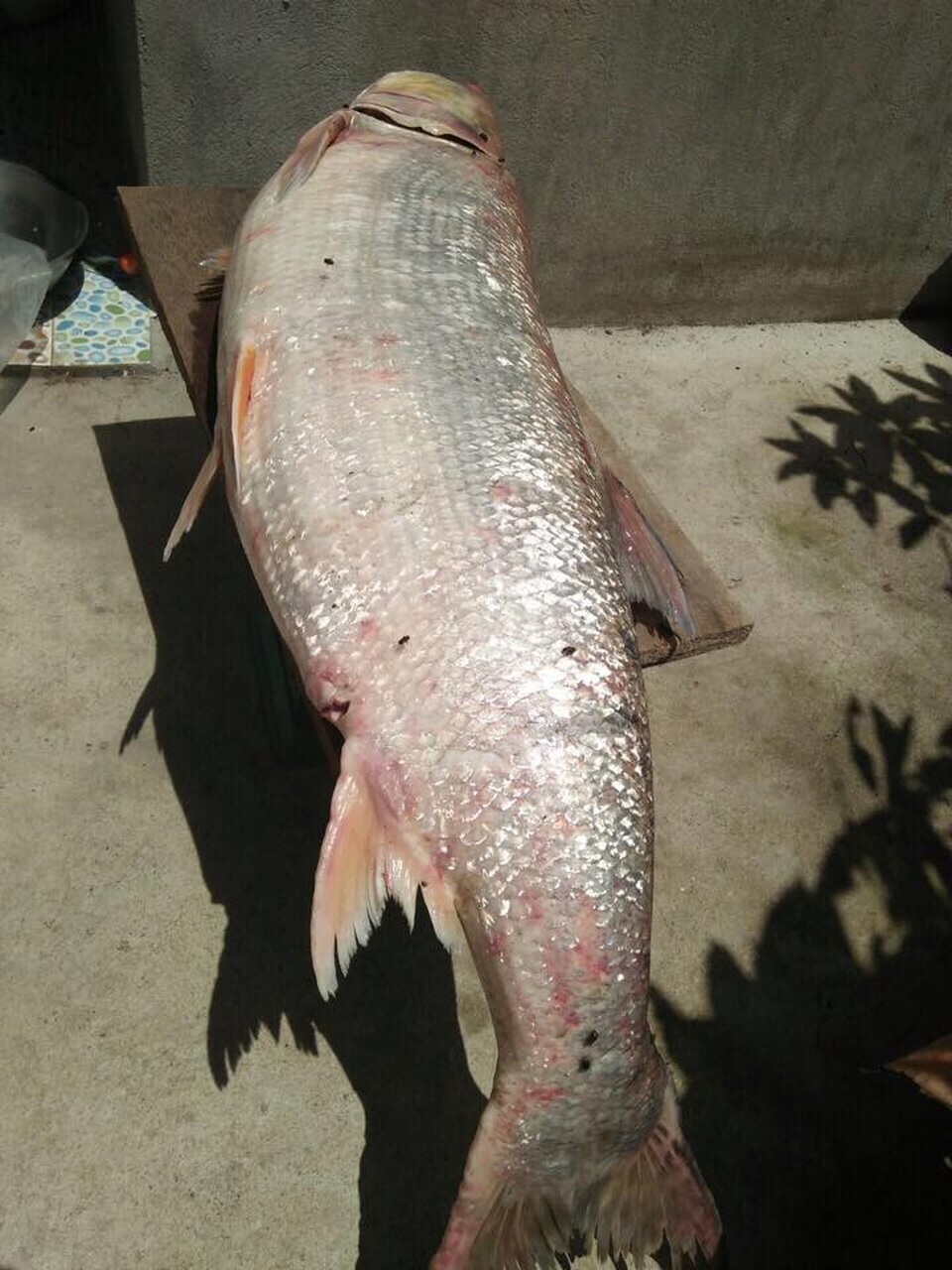Cá măng sông Đà 35 kg hiếm có, mối quen đại gia mới có hàng - 3 Con cá Măng 35 kg