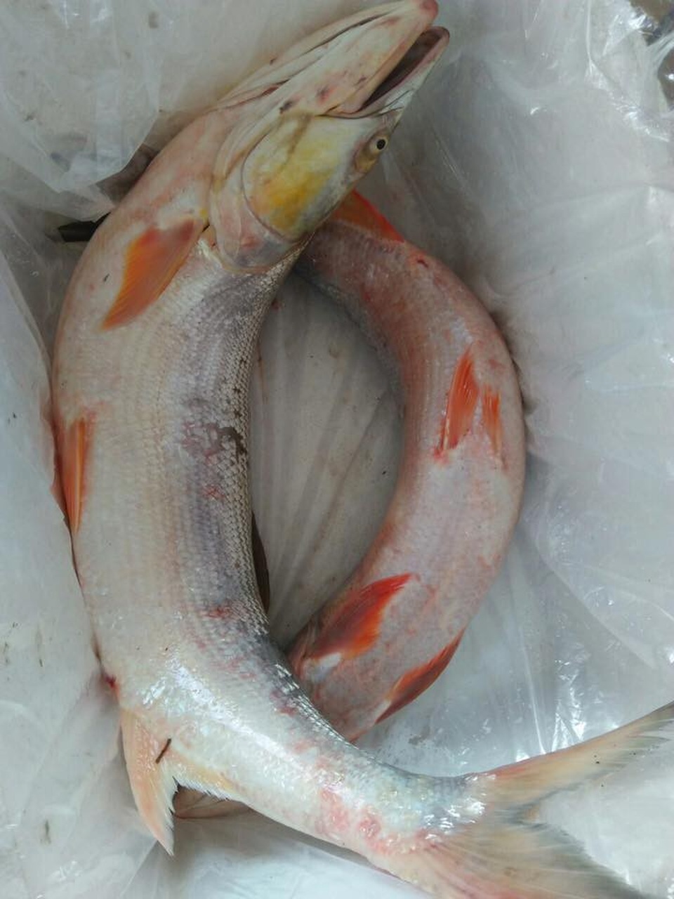 Cá măng sông Đà 35 kg hiếm có, mối quen đại gia mới có hàng - 4
Những con cá măng lớn gây ngạc nhiên cho cả những người bắt được chúng