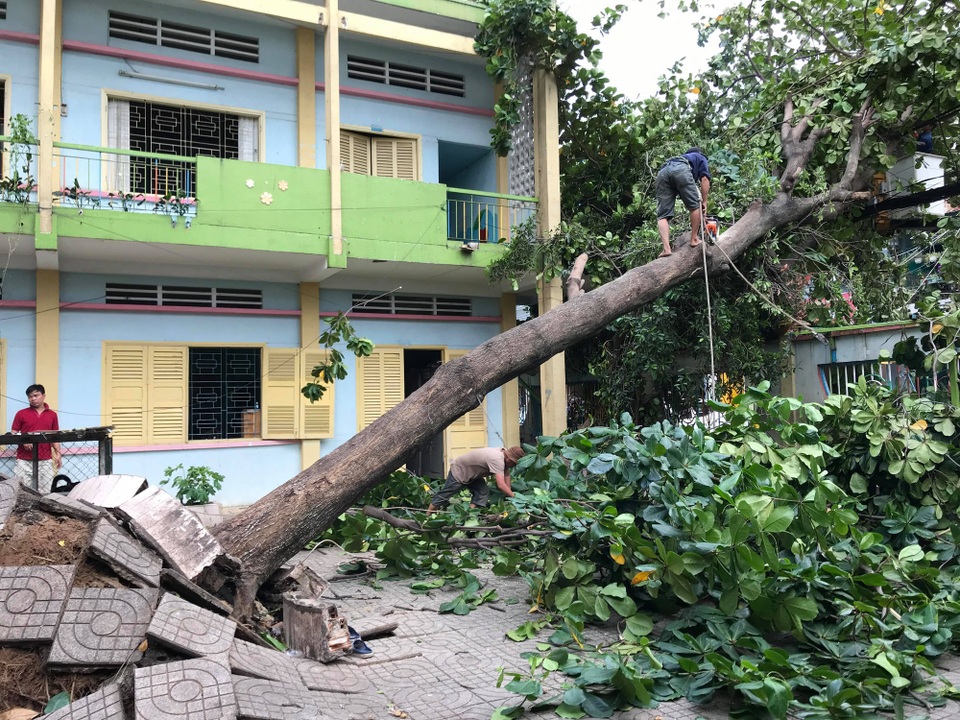 Giông lốc cuốn bay mái nhà, quật ngã loạt cây xanh khủng trên phố Sài Gòn - 3
Hàng loạt cây xanh bị bật gốc, gãy cành chiều 7/6