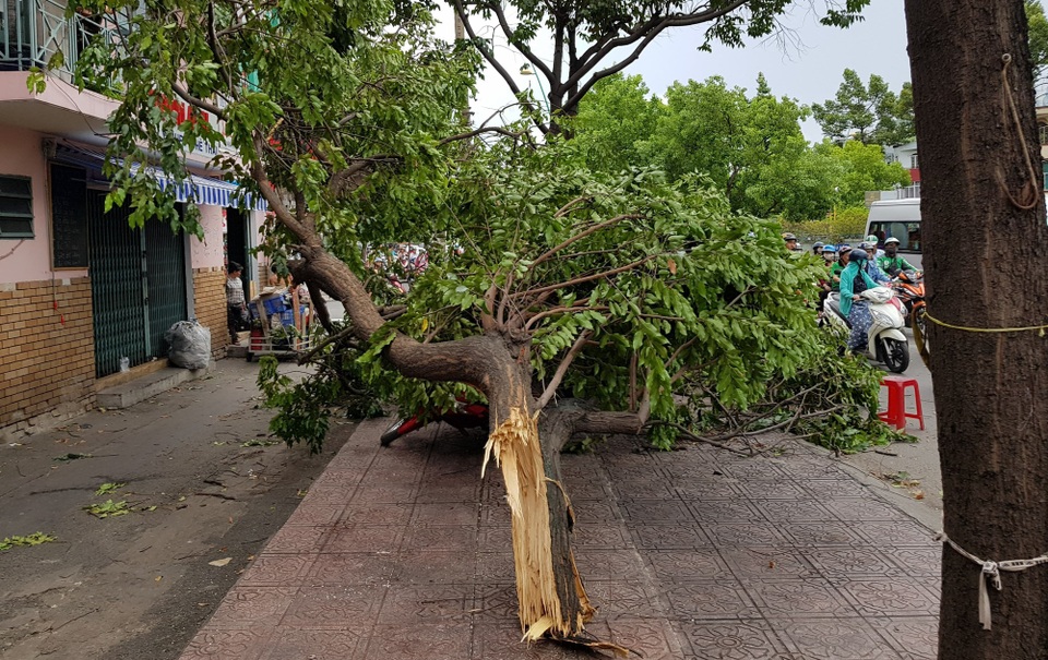 Giông lốc cuốn bay mái nhà, quật ngã loạt cây xanh khủng trên phố Sài Gòn - 1 Giông lốc cuốn bay mái nhà, quật ngã loạt cây xanh khủng trên phố Sài Gòn - 1