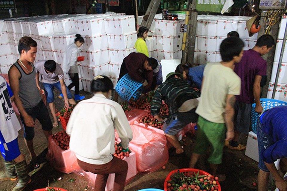 “Trả công bốc vác phù hợp với năng suất bốc nhiều vải hay bốc ít vải chứ không theo thị trường vải tăng hay giảm” – chia sẻ của thương lái Hà Văn Cương tại phố Kim, Lục Ngạn (Bắc Giang).