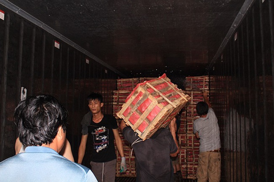 Thương lái Trần Văn Đoàn với hơn 30 năm kinh nghiệm thu mua vải tại phố Kim, Lục Ngạn (Bắc Giang) cho biết: Nghề cửu vạn vải rất vất vả, 1 ngày ông phải thuê đến 2 – 3 đội cửu vạn người trong vùng hoạt động từ 5h sáng đến 23h đêm và có những khi hàng nhiều phải làm đến 2h đêm.