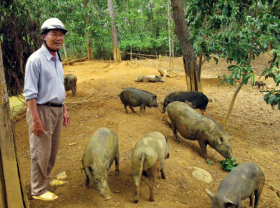 “Lão khùng” đại gia khởi nghiệp thành công với hai bàn tay trắng - 5 Lão Trần Tiến khùng đại gia bên đàn heo rừng đông đúc tại trang trại