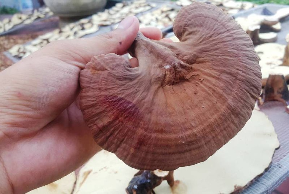 Đánh liều thế chấp "sổ đỏ" để trồng “thần dược”, thu lãi trăm triệu đồng - 3 Được trồng với kỹ thuật cao và đảm bảo an toàn, nấm của gia đình anh Kiên nhiều năm qua được khách hàng tin tưởng lựa chọn làm dược liệu quý.
