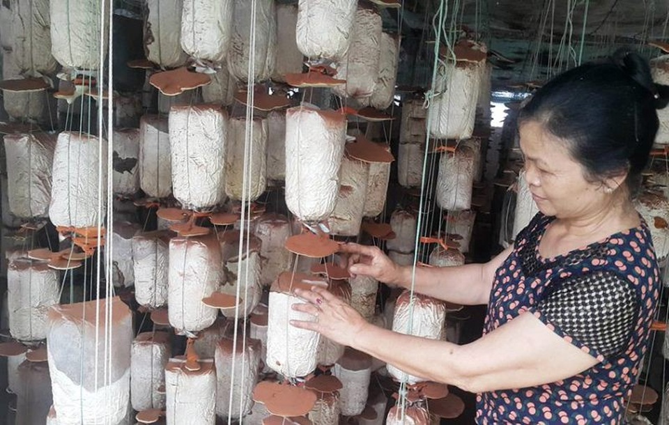 Đánh liều thế chấp "sổ đỏ" để trồng “thần dược”, thu lãi trăm triệu đồng - 4 Mỗi lúc anh Kiên vắng nhà làm công việc chính ở ngành văn hóa, người thân trong gia đình giúp anh chăm sóc trại nấm, sau khi tan sở anh lại về chăm sóc nấm.