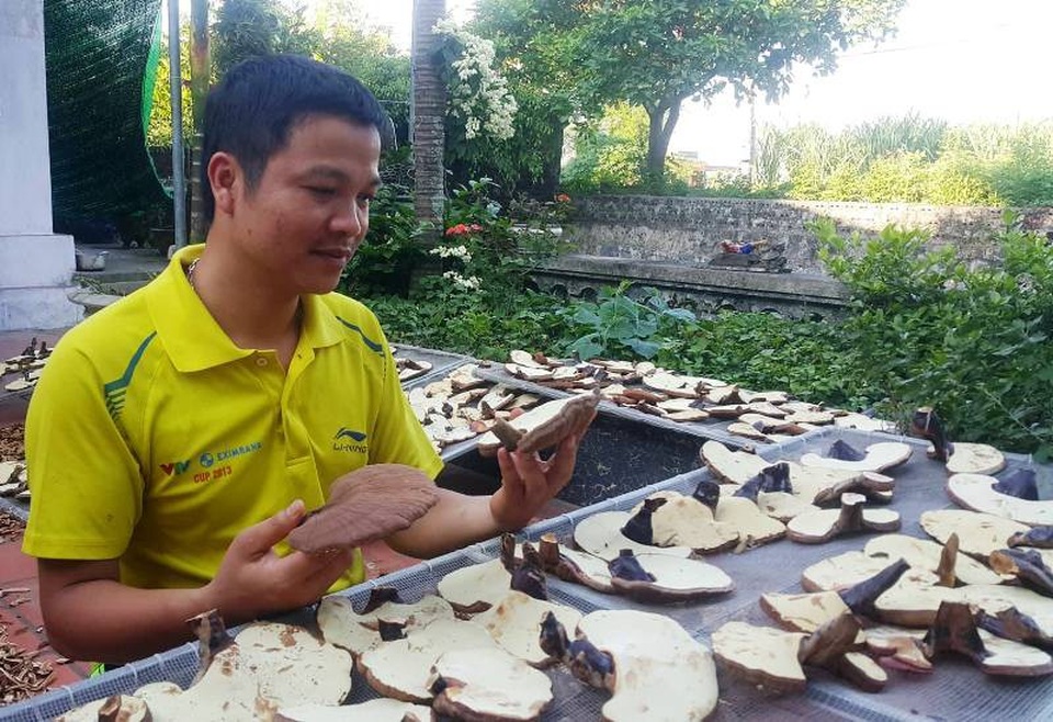 Đánh liều thế chấp "sổ đỏ" để trồng “thần dược”, thu lãi trăm triệu đồng - 1 Anh Nguyễn Trung Kiên là cán bộ công chức nhưng có niềm đam mê và say sưa với nghề trồng nấm linh chi - loại được mệnh danh là thần dược.