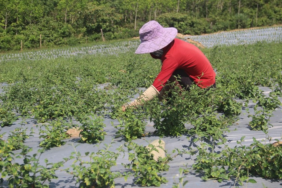 Quảng Trị: Tái cơ cấu nông nghiệp, nhân rộng nhiều cây trồng giá trị kinh tế cao - 5 Cây dược liệu được chọn nhân rộng tại huyện Cam Lộ